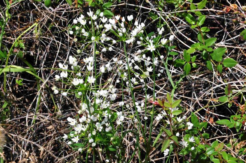 Allium subhirsutum / Aglio pelosetto